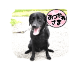 黒ラブ　マイクの生活1