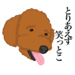 さんこいちトイプードル