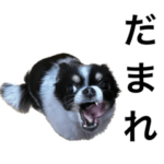 汎用性高いチワワ　迷走編