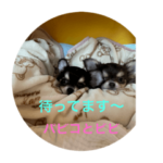 チワワのパピコとビビ