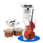 ブルース・マルチーズ （写真）