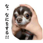 チワワのセスっ子