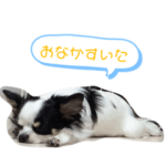 チワワゆめスタンプ