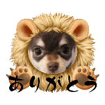 チワワのむぎころ