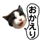 猫のご挨拶  ー帰り編ー