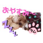 シーズーラムちゃん