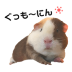 モルモットのラムちゃん2