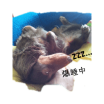 ラムちゃんのママ