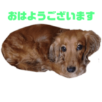 ミニチュアダックスのラムちゃん