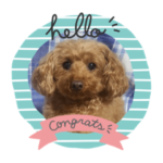 トイプードル ラムちゃん