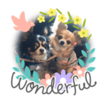 チワワといっしょ♡