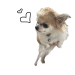 リカちゃんのメメちゃん