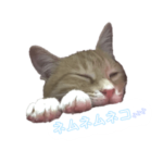 ねこだらけ^._.^