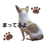 Leialoha レイアロハチワワ３