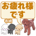 寺崎「てらさき」さんのトイプードル会話