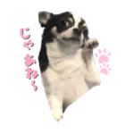 ただの可愛いチワワ①