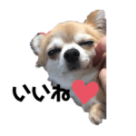 チワワといっしょ♡2