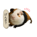 モルモット かぶき ゆず 2