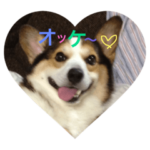 ウェルシュコーギーのおじいちゃん