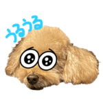 トイプードルのレナちゃん