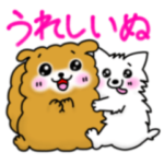 不死身の犬のコンしら