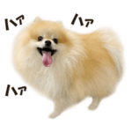 愛が重めのポメラニアン