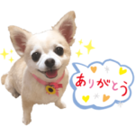 チワワ 日常 