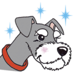 シュナウザー犬ロッキー