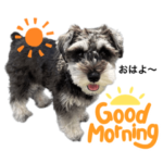 シュナウザーの良く使うBEST40