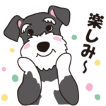 おしゃれなシュナウザー？！