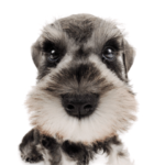 THE DOG ミニチュア・シュナウザー