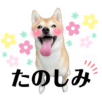 豆柴ラムの日常