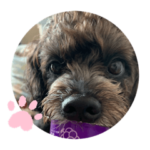 犬の名はアラジン