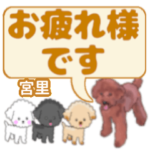 宮里「みやさと」さんのトイプードル会話