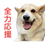 コーギー短足部6