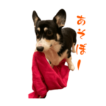 黒コーギー　ベスちゃん２