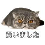 ところてんごまどうふ 競馬編