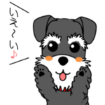 動く！シュナウザーの日常