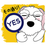 人間ぽいホワイトシュナウザー