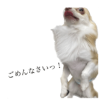 ふわチワの日常