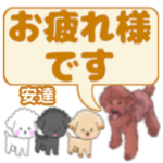 安達「あだち」さんのトイプードル会話