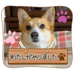 ぽてコーギー②