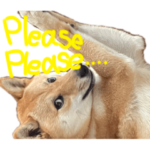 柴犬むぎちゃん英語版