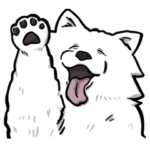 かわいいサモエドちゃん サミー
