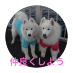 サモエド犬 ニコニコ ラッキー・ラルフ