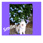 サモエド スカイくん2