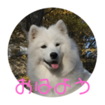 サモエド  みるく