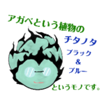 アガベ チタノタ　agave titanota