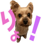 ぐーたらヨーキー たっくんりっくん