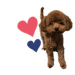 おもしろドック、時々ネコ